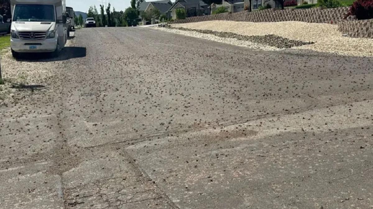 ABD’de böcekler, Utah eyaletini istila etti
