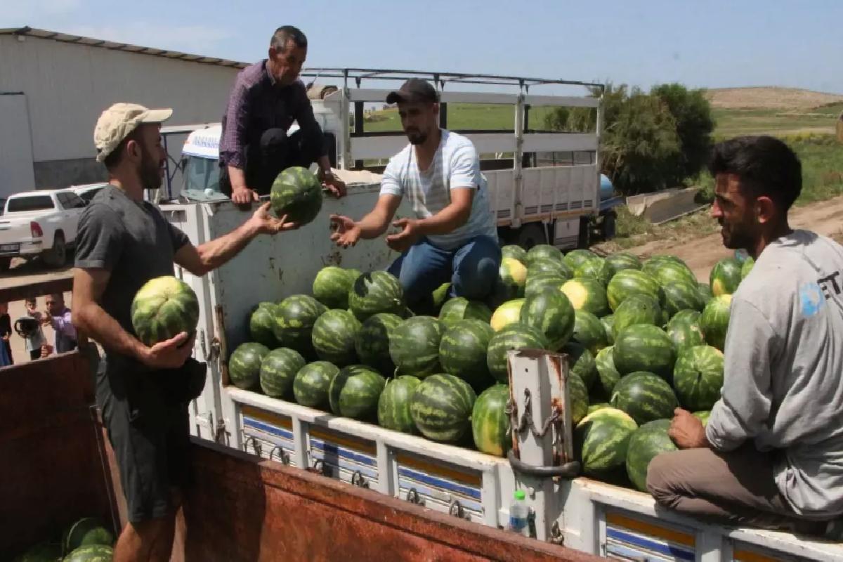 Adana’da Karpuz Hasadı Başladı