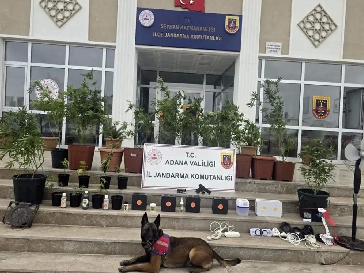 Adana’da Kenevir Yetiştiren 4 Zanlı Gözaltında