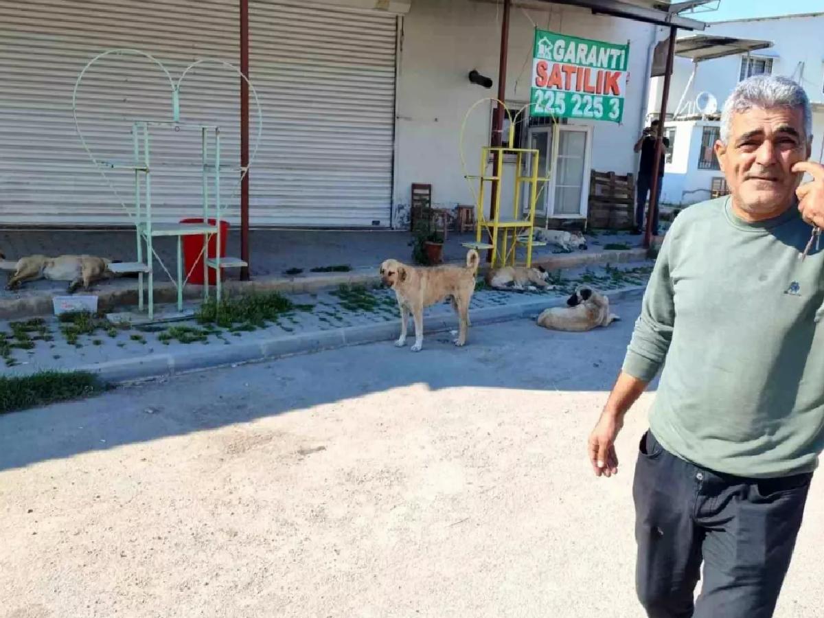 Adana’da Sokak Köpekleri Tehlike Saçıyor: Vatandaşlar Belediyeye Başvurdu