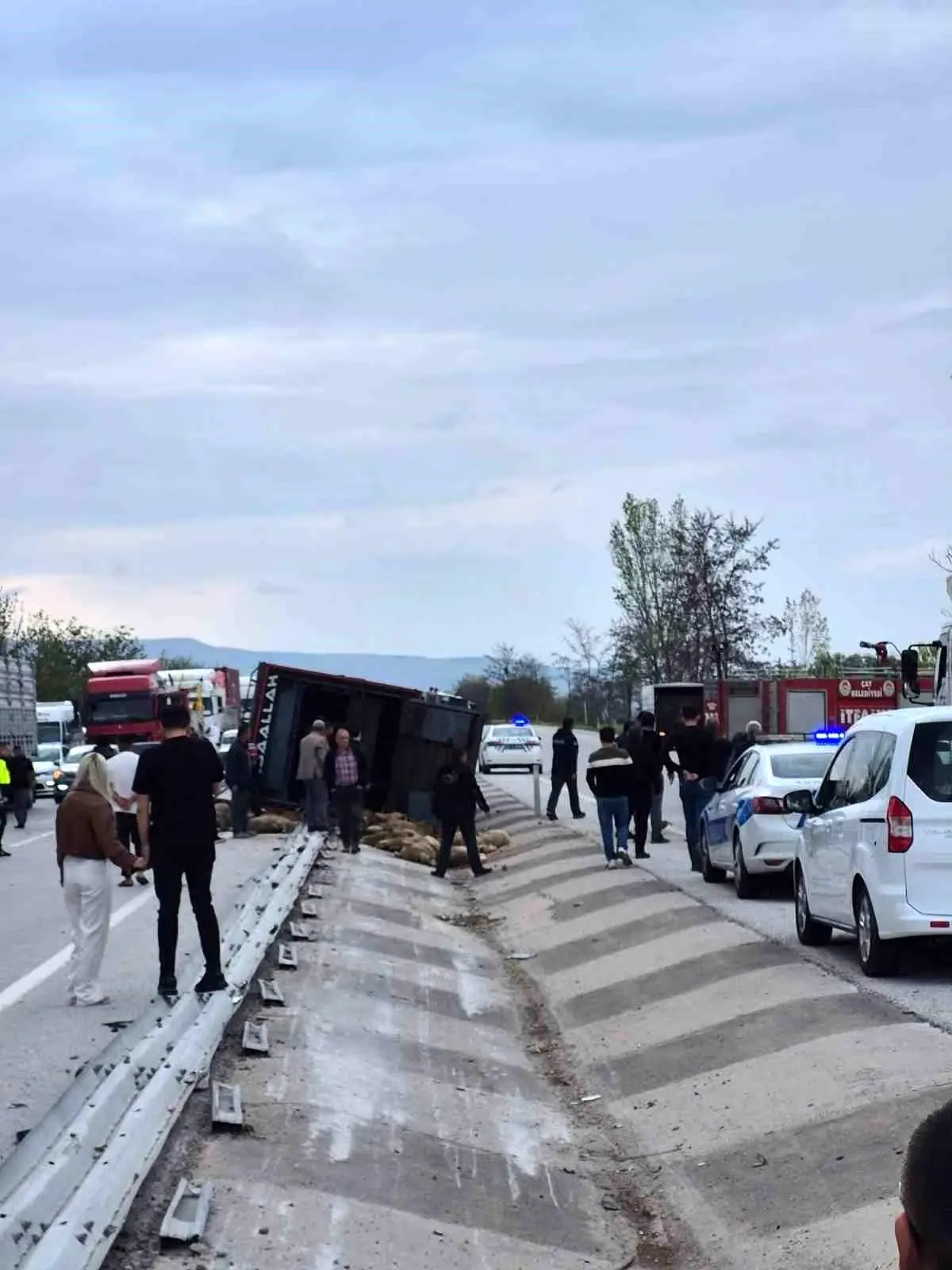 Afyonkarahisar’da Kamyon Devrildi, 53 Küçükbaş Hayvan Telef Oldu