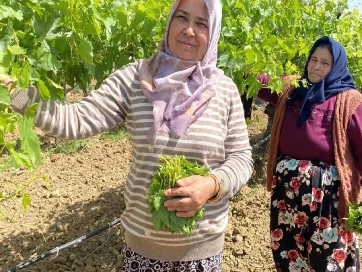 Alaşehir’de Asma Yaprağına İlgi Artıyor