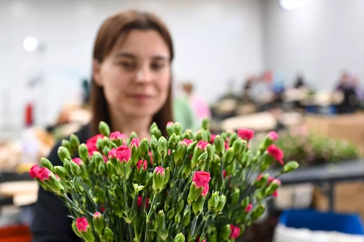 Anneler Günü İçin 75 Milyon Kısım Çiçek İhraç Edildi