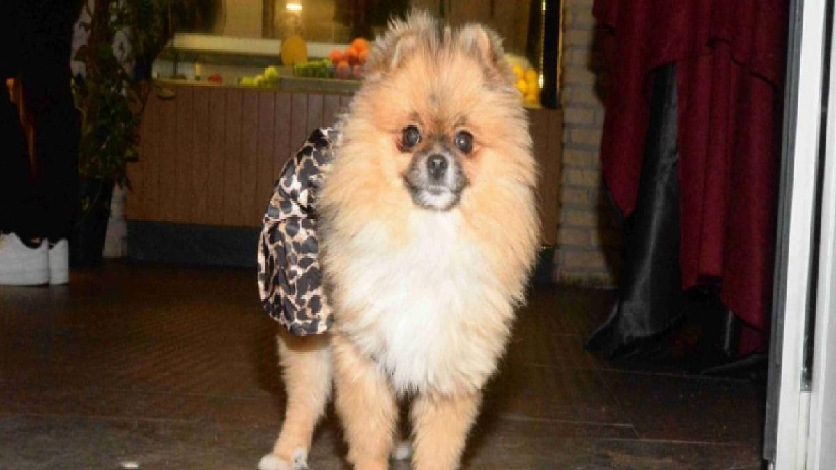 Antalya’da hoşluk yarışı birincisi köpek kayboldu