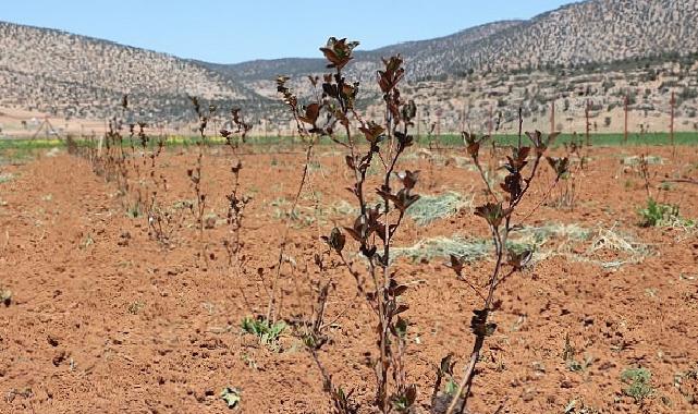 Antalya’da ziraî sulama projeleriyle bilakis göç hızlandı