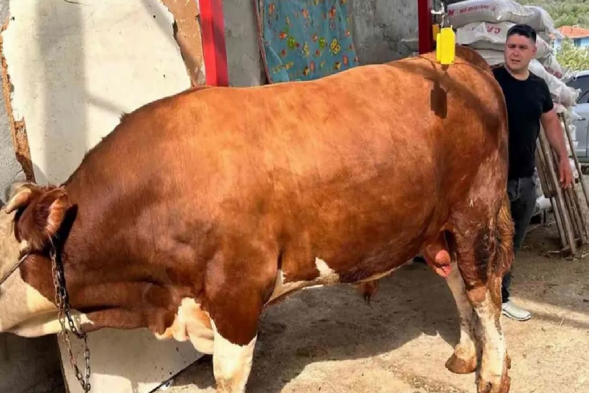 Araba fiyatına kurbanlık boğa