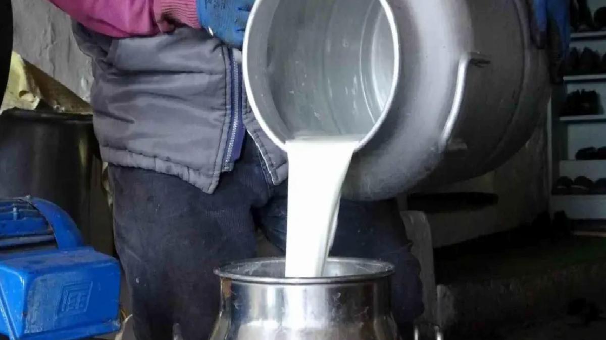 Ardahan’da Süt Üreticileri Krizde