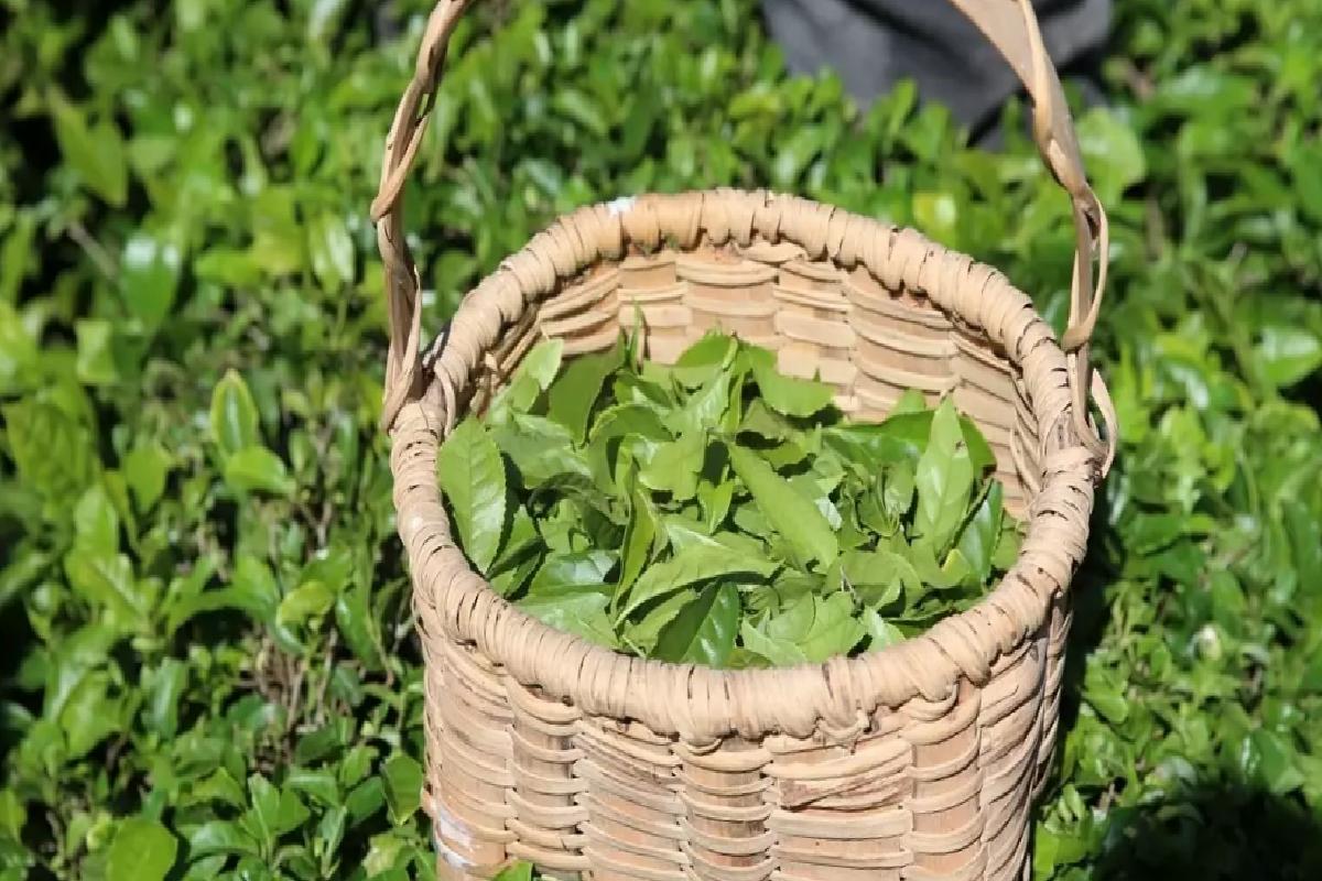 Artvin’de Çay Hasadı Aktifliği