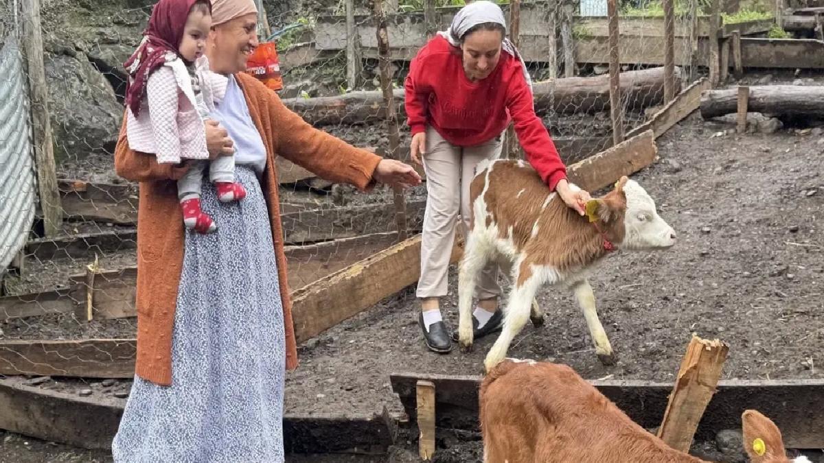 Artvin’de İnek Dördüz Doğurdu