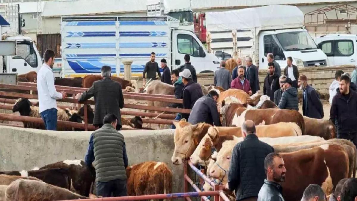 Aşkale’de Kurbanlıklar Görücüye Çıktı