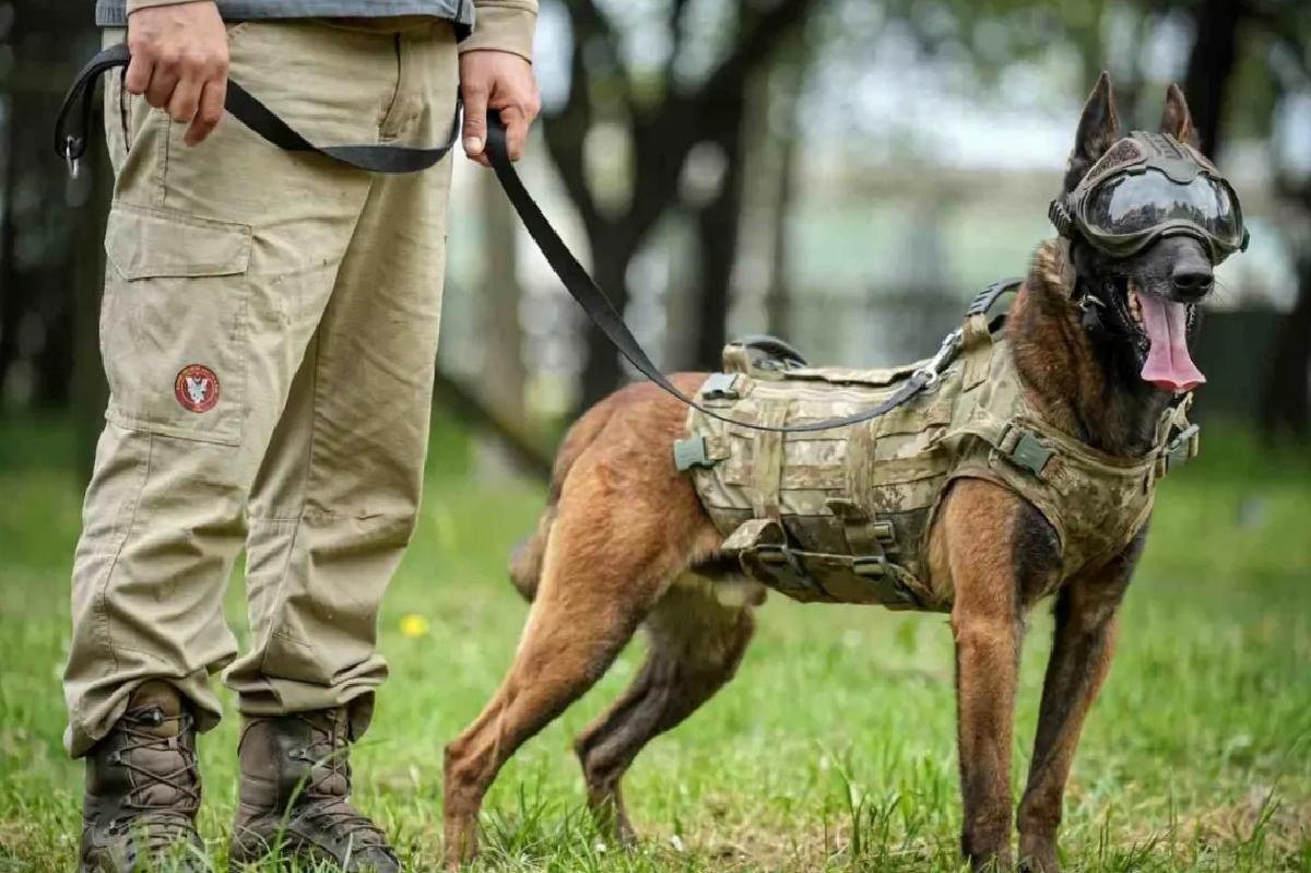 Askeri Köpekler Eğitiliyor