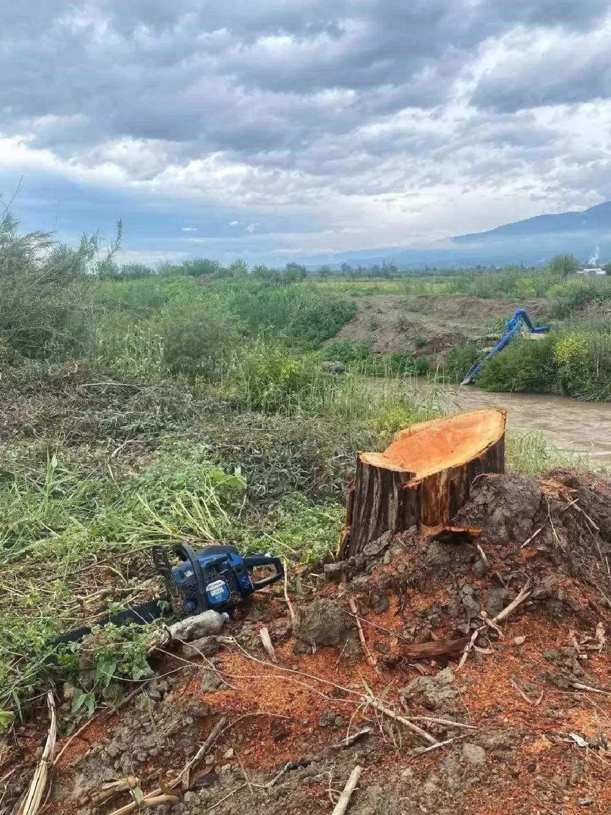 Aydın’da Kamuya İlişkin Ağaçları Kesme Skandalı