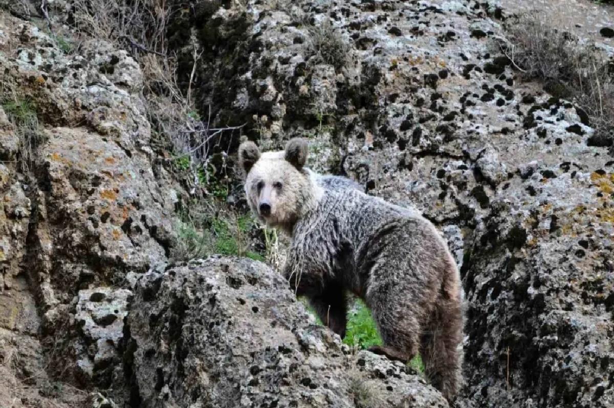 Ayı Saldırısından Köpekler Kurtardı