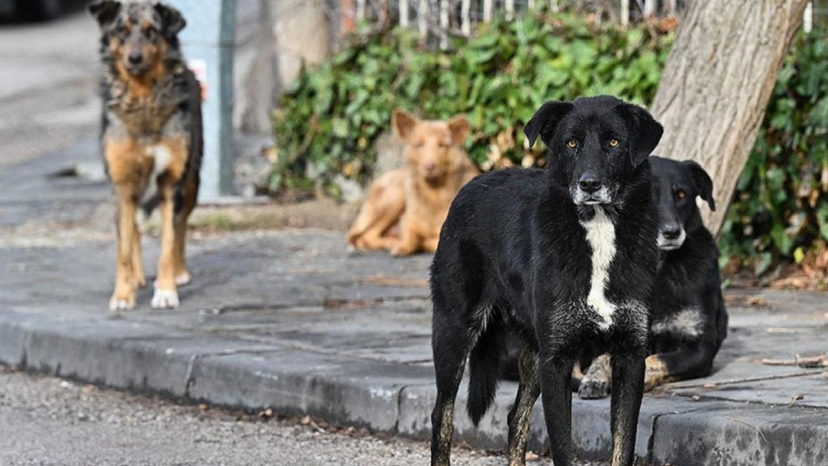 AYM’den sokak hayvanları kanunu yasasının iptaline ret