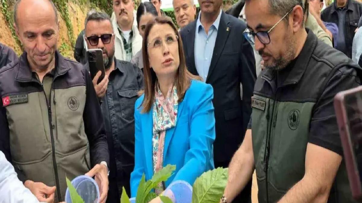 Bartın’da Gal Arısı ile Gayret Başladı