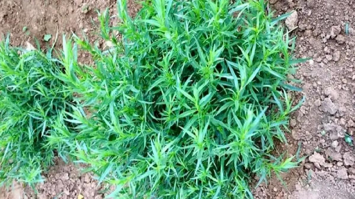 Bayburt Tarhunu Coğrafik İşaret Tescil Edildi
