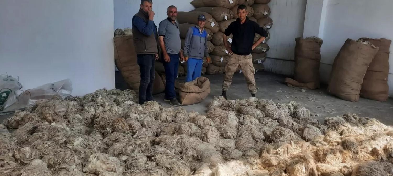 Beypazarı’nda Tiftik Alımı Başladı