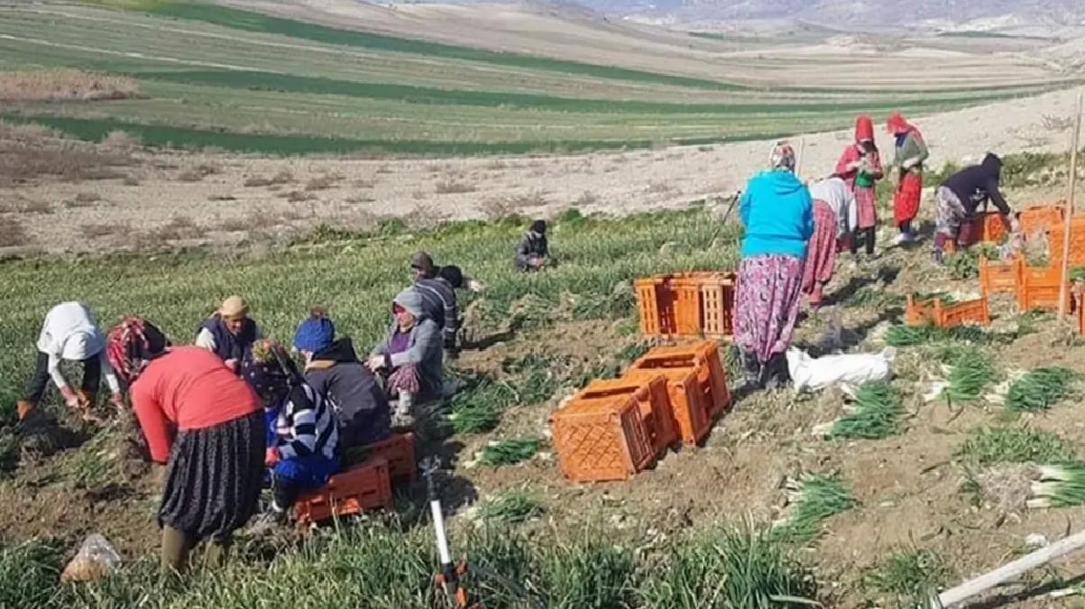 Beypazarı’nda Yeşil Soğan Hasadı Sürüyor