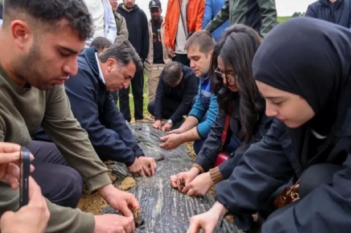 Bilecik’te Çilek Üretimi Artıyor