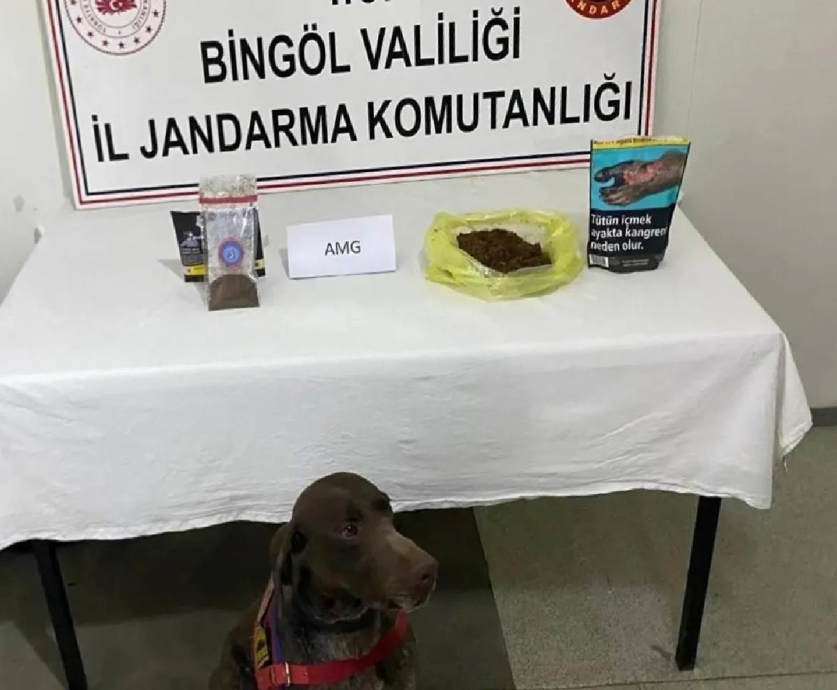 Bingöl’de Otobüste Bonzai Ele Geçirildi