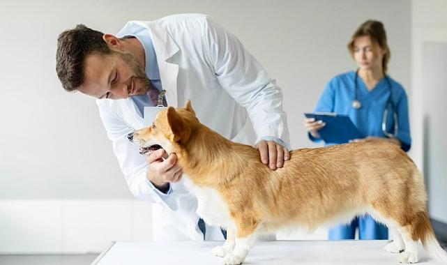 Boehringer Ingelheim’dan Veteriner Doktorlara Yönelik Araştırma