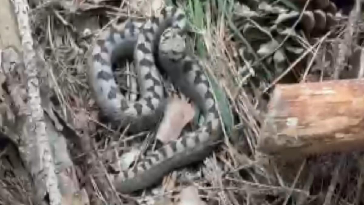 Bolu’da ender görülen zehirli boynuzlu engerek yılanı görüntülendi