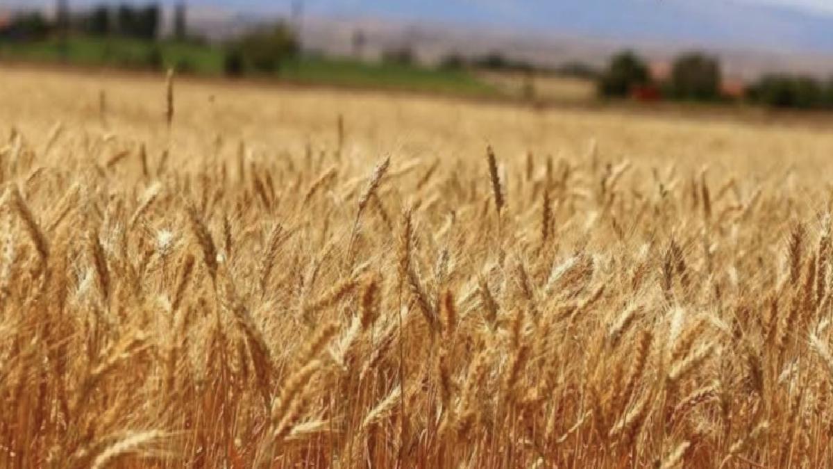 Buğdayda 19 milyon ton rekolte bekleniyor