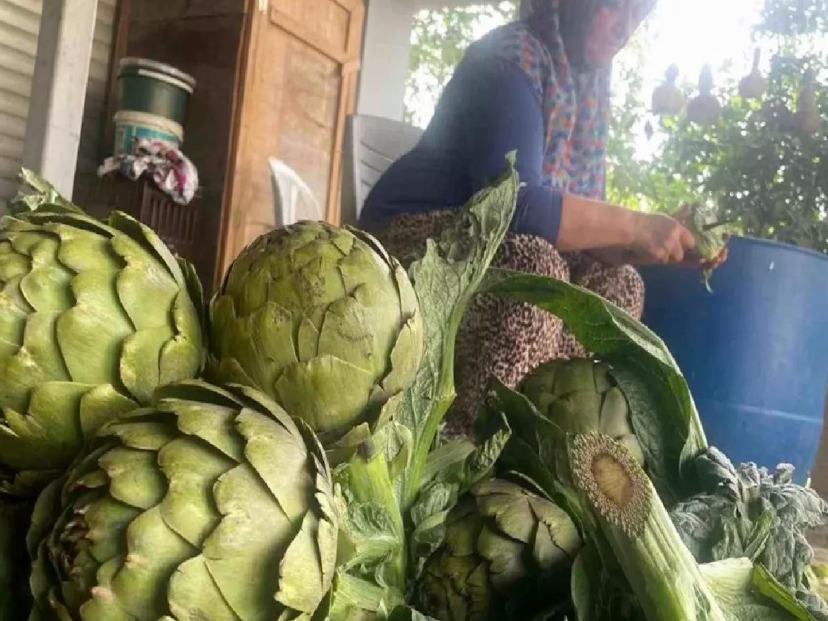 Bursa’da Enginar Hasadı ve Bıçak Yoğunluğu
