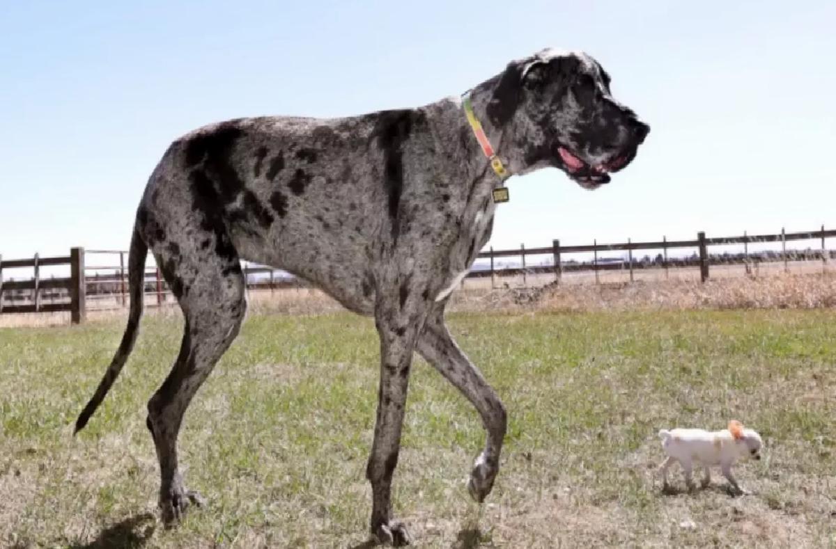Büyük ve Küçük Köpekler Buluştu
