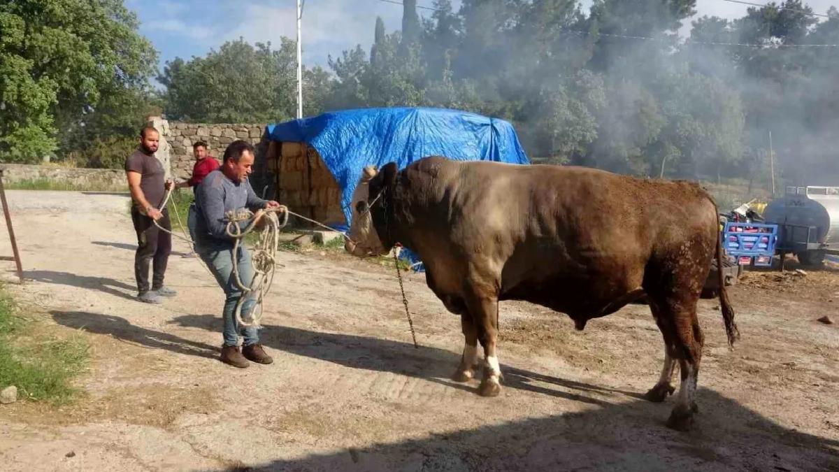 Çanakkale’de 450 Bin TL’lik Boğa Satışa Çıktı