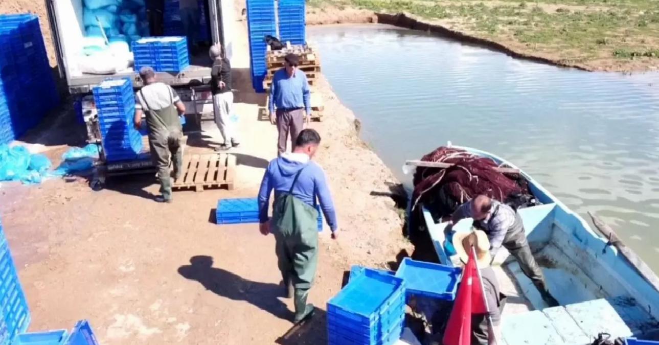 Çekerek Barajı’ndan Avrupa’ya Gümüş Balığı İhracı