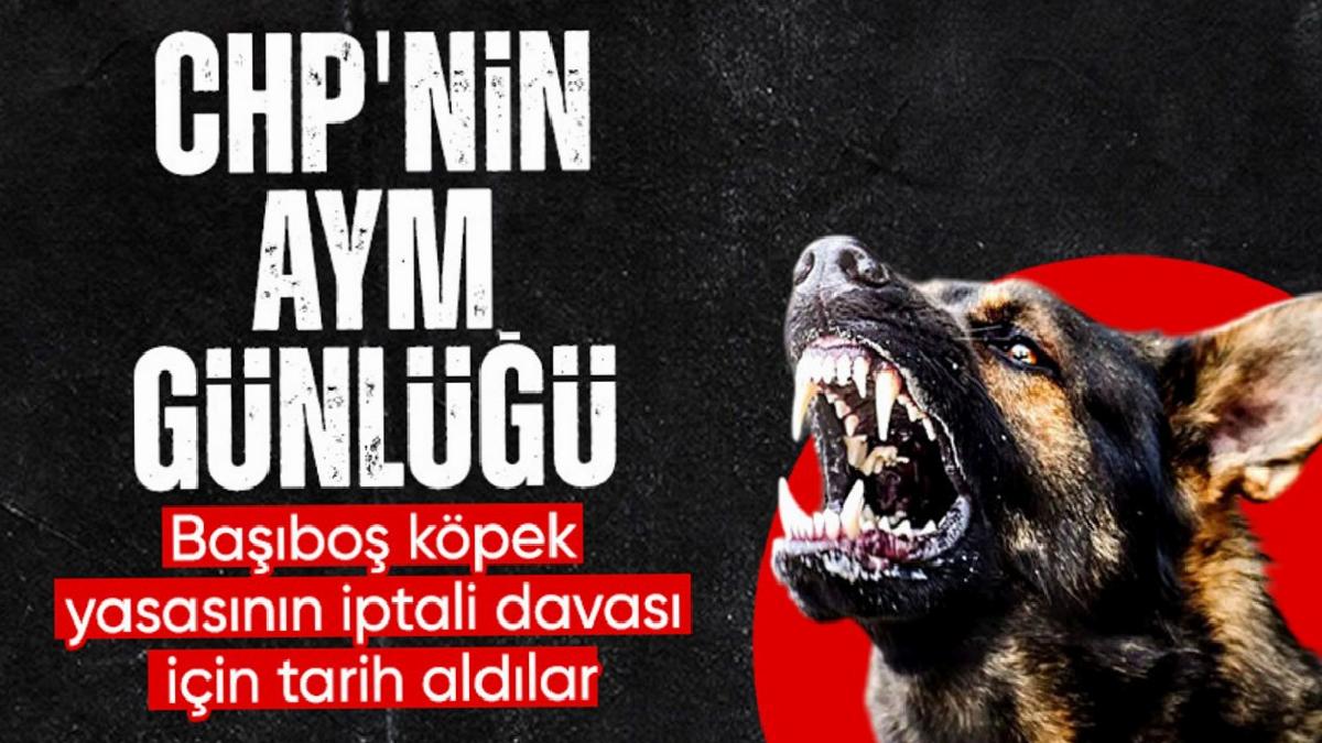 CHP başvurmuştu: AYM başıboş köpek yasasını asıldan inceleyecek