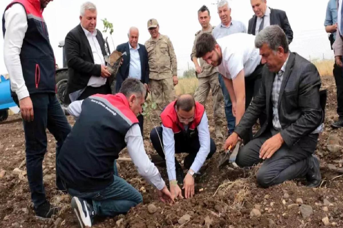 Cizre’de Fıstık ve Badem Projesi Başladı