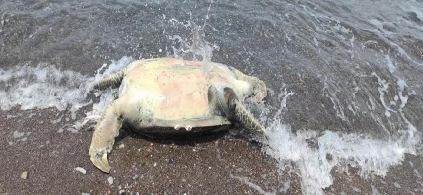 Datça’da Meyyit Caretta Caretta Bulundu