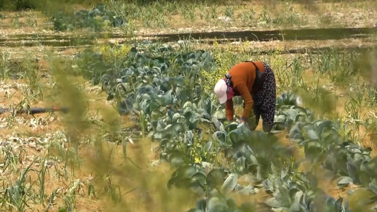 Devletin tarım yerlerine el koyacağı savı gerçeği yansıtmıyor