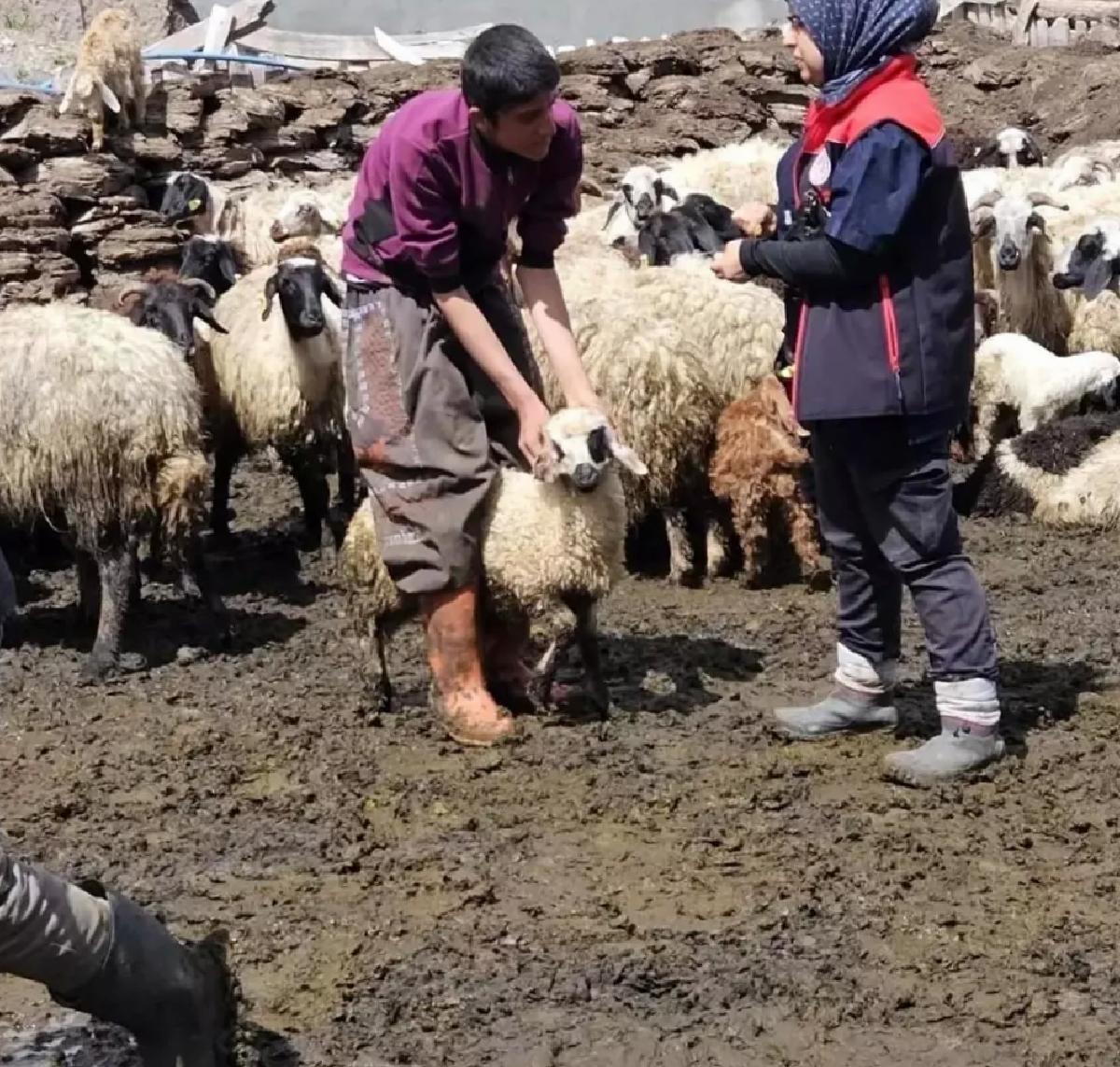 Diyadin’de Küçükbaş Hayvanlara Aşı ve Küpe Çalışmaları Devam Ediyor