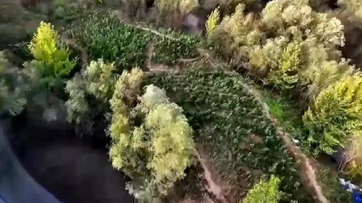 Diyarbakır’da Narkotik Operasyonu: 1.4 Milyon Kök Bitki Ele Geçirildi