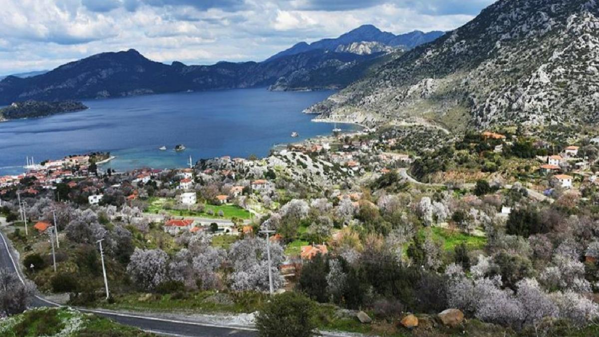 DMM, ‘Marmaris’te mesire alanı için yüzlerce çam kesildiği’ savını yalanladı