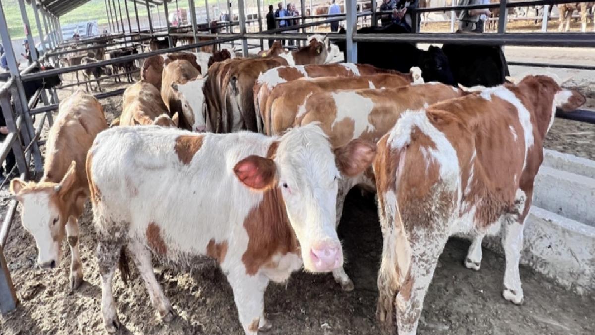 Doğu Anadolu’dan kurbanlık sevkiyatı başladı