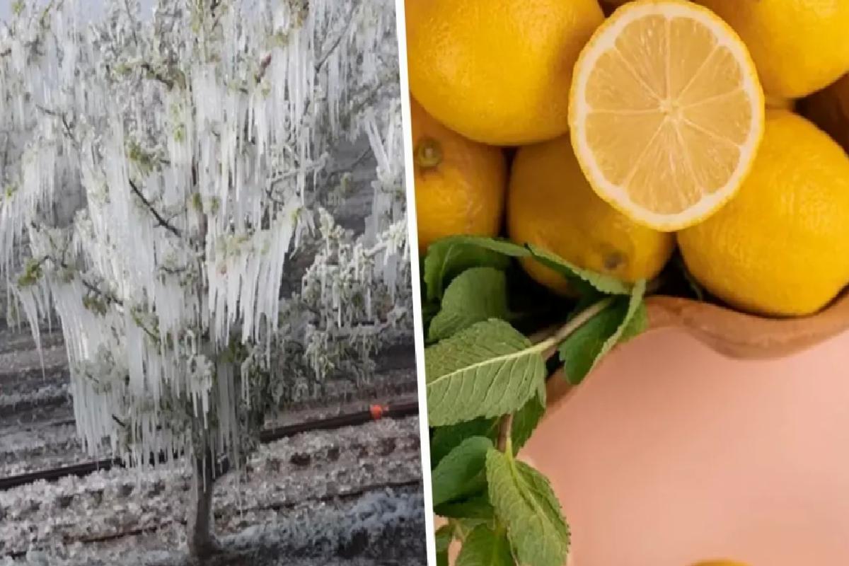 Don Olayı Limon Fiyatlarını Artırdı