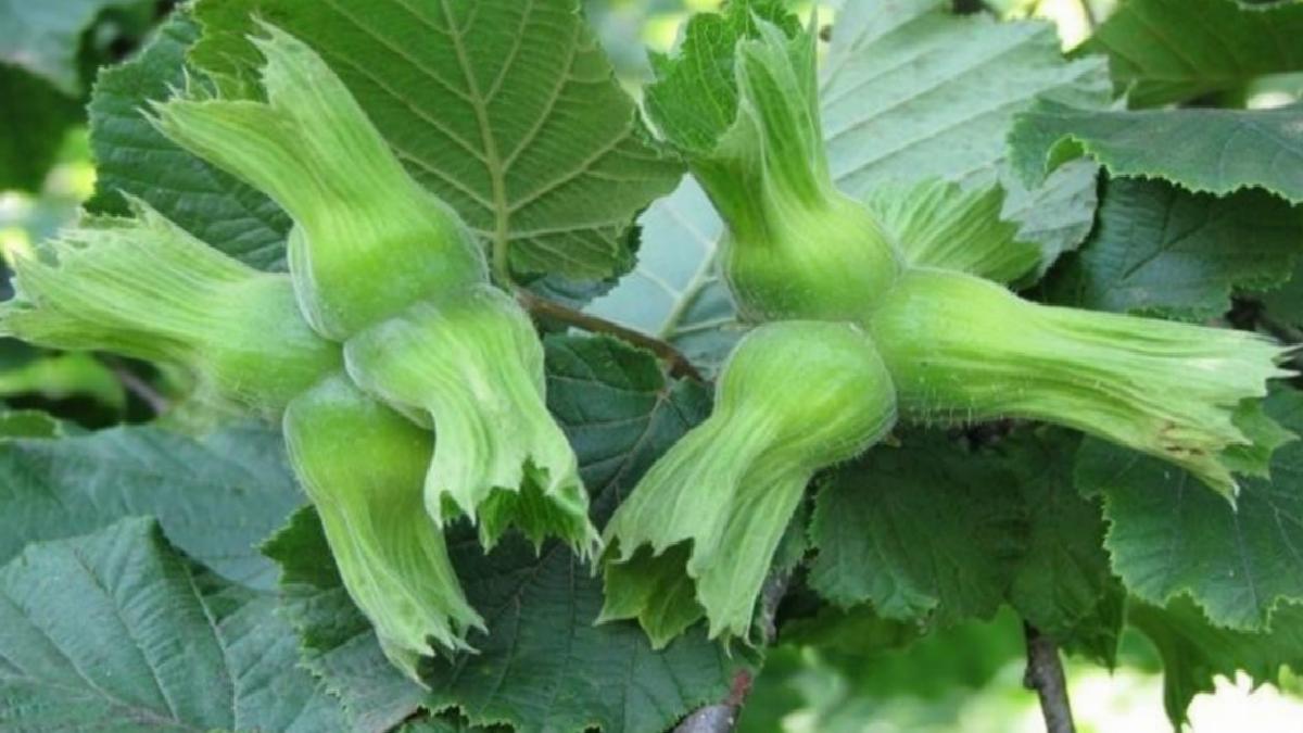 Düzce’de AB ülkelerine 11 bin 71 ton fındık gönderildi