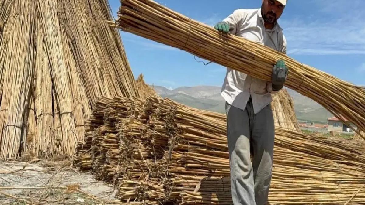 Eber Gölü’nde Kamış Rekoltesi %70 Düştü