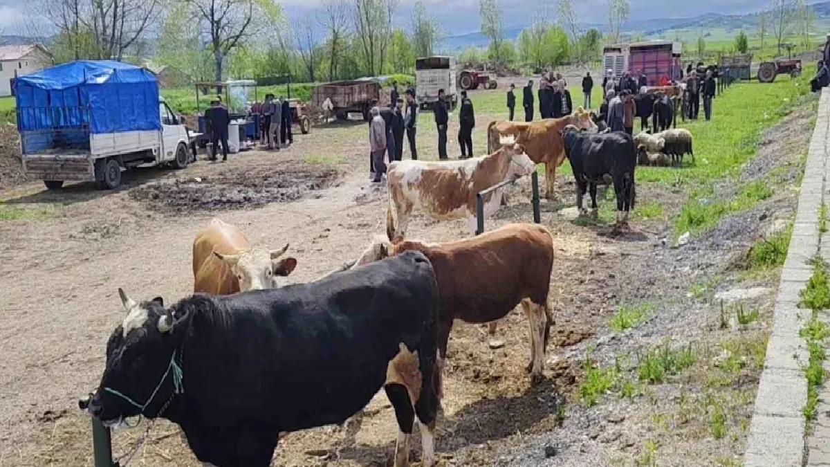 Eflani’de Kurbanlık Pazarı Kuruldu