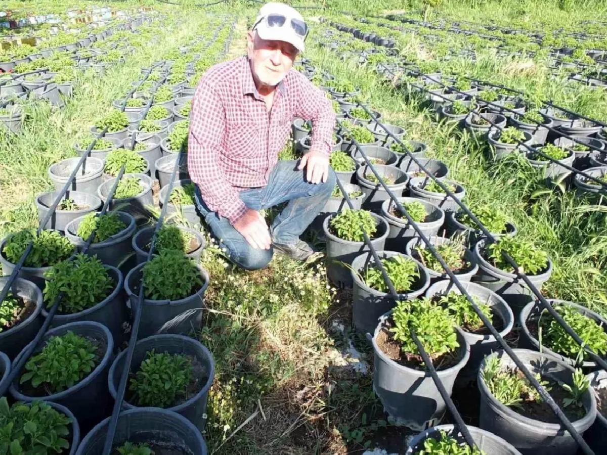 Emekli Albay Stevia ve Tütün Fidesi Üretimine Başladı