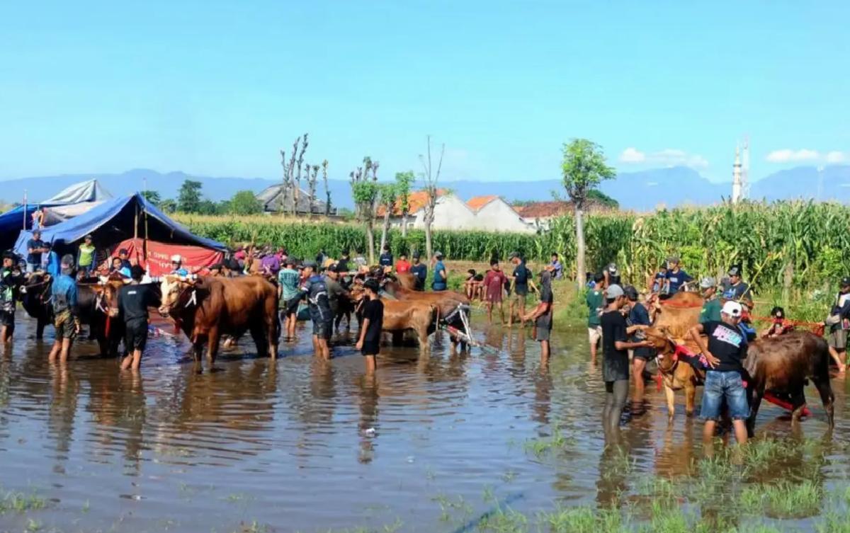 Endonezya’da Klâsik Boğa Yarışı