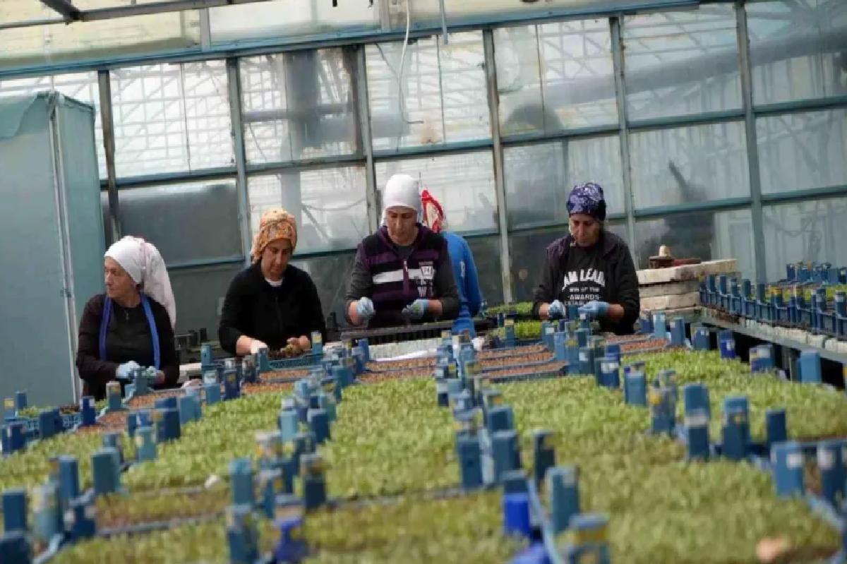 Erzincan’da Sera Varlığı 2026’ya Kadar Bin Dekara Çıkacak
