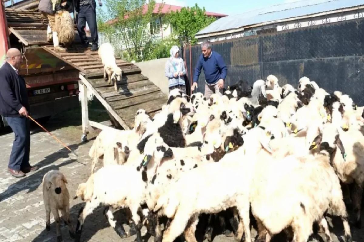 Erzincan’da Yayla Göçü Başladı