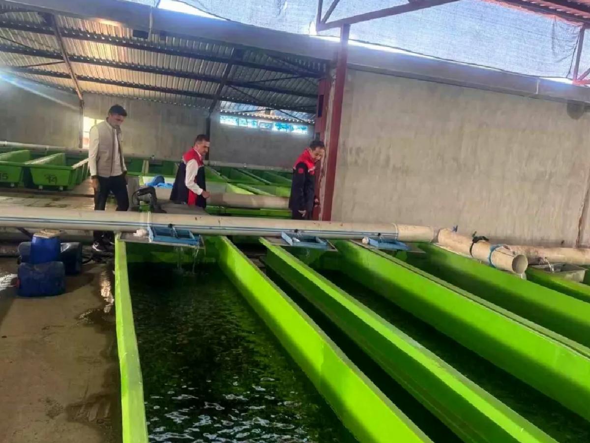 Erzincan’da Yıllık 15 Milyon Yavru Alabalık Üretimi