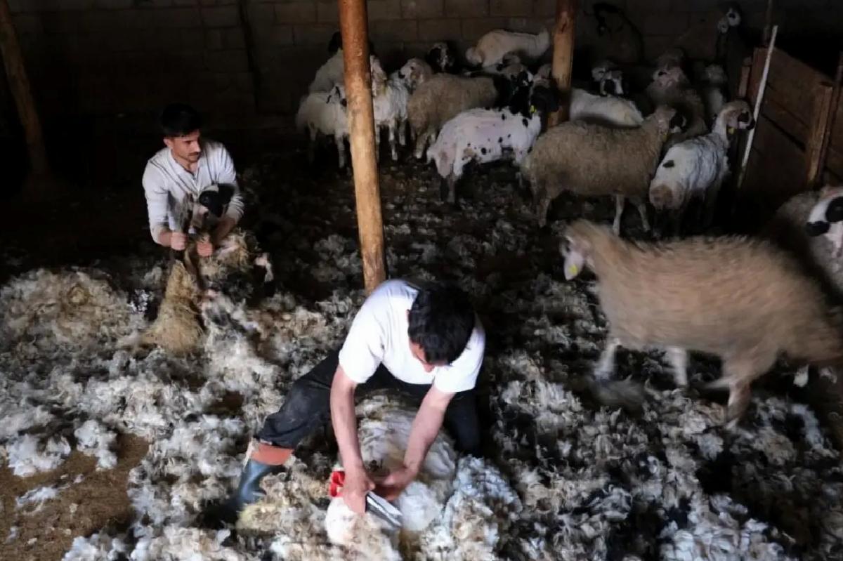 Erzincan’da Yün Kırkımı Başladı