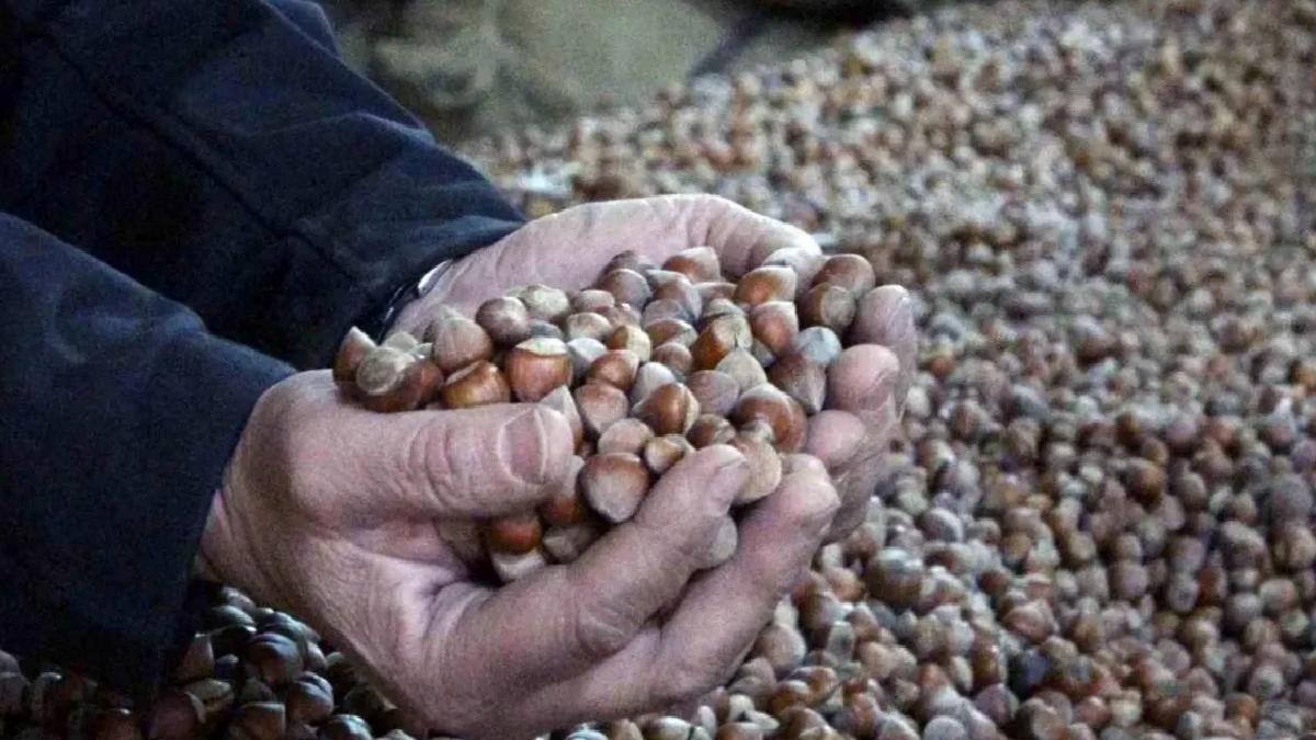 Fındık Fiyatları Sert Düşüşte